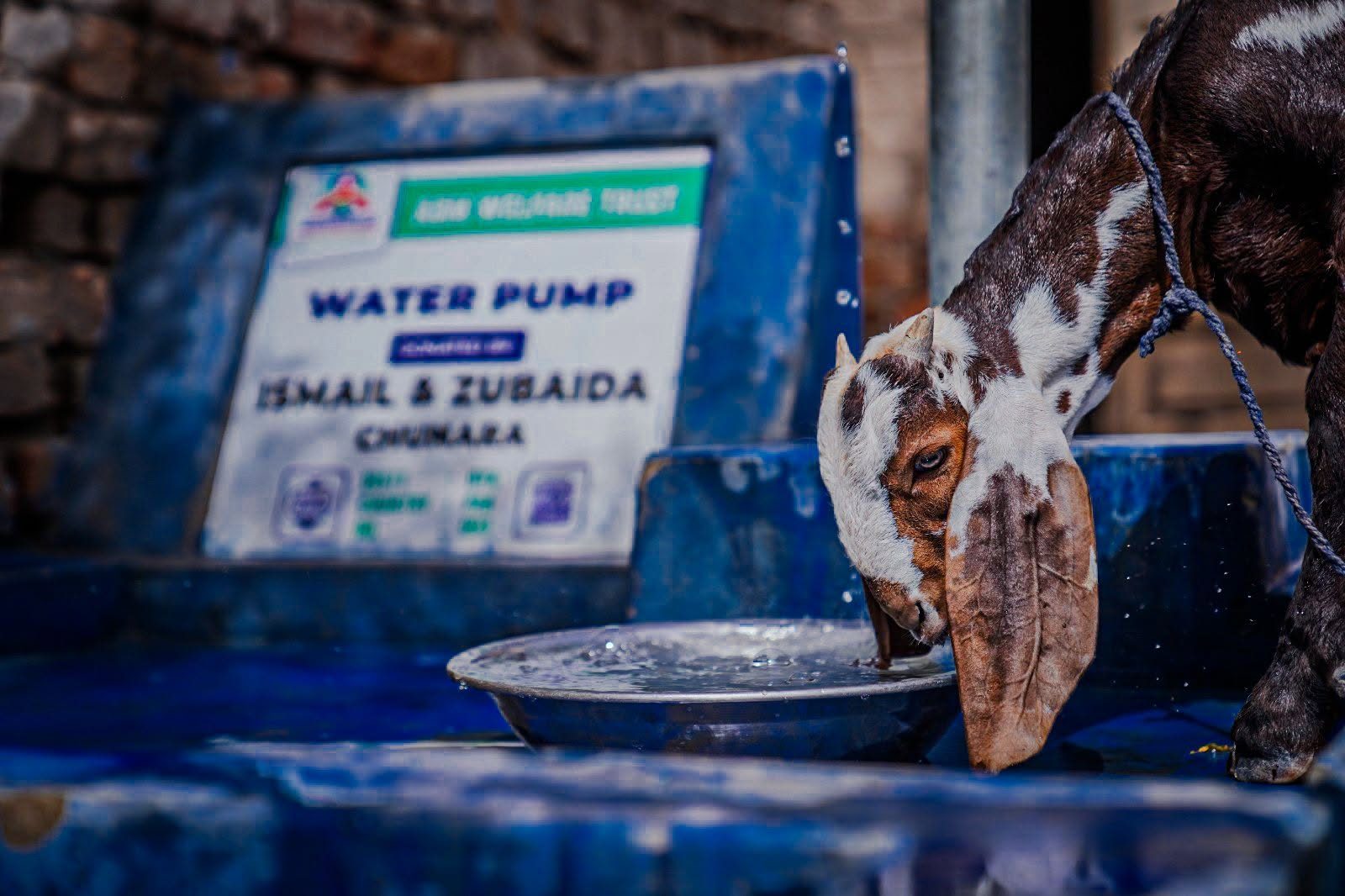 Goat drinking from donor funded water pump